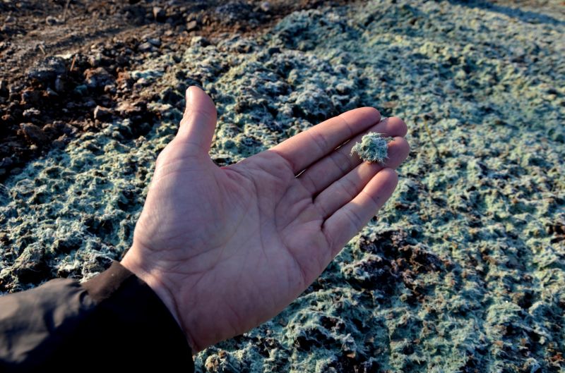 Vegetation Establishment