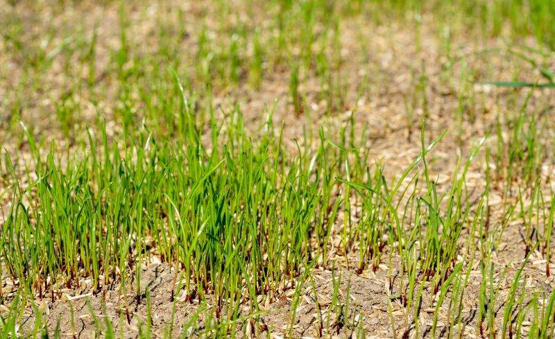 Turf Seeding in Ventura County, CA